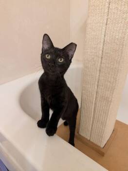 Poe 7565 -  Domestic Short Hair Cat for Adoption in Dallas, Texas - Poe 7565 | PetCurious