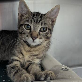 Smashing Pumpkins -  Domestic Short Hair Cat for Adoption in Evansville, Indiana - Smashing Pumpkins | PetCurious