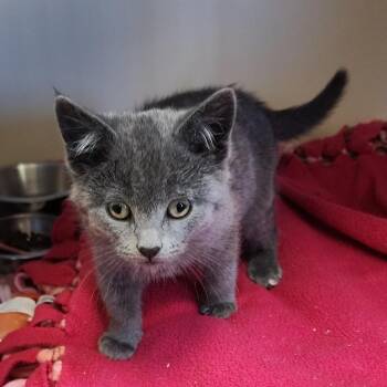 Storm -  Domestic Short Hair Cat for Adoption in Cody, Wyoming - Storm | PetCurious