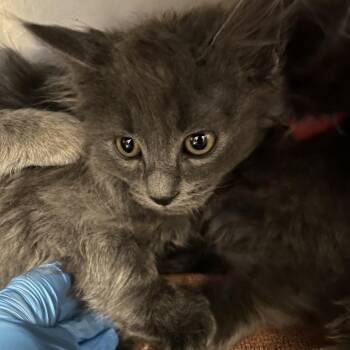 Baretta -  Domestic Long Hair Cat for Adoption in Cheyenne, Wyoming - Baretta | PetCurious