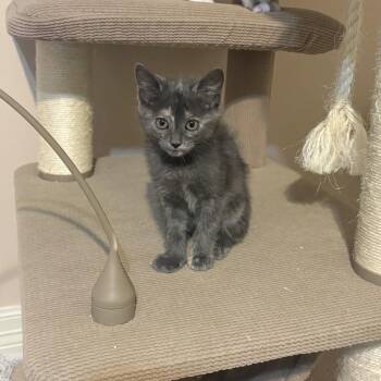 Dilute Tortoiseshell Cats Available for Adoption - Eros | PetCurious