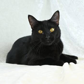 Louie -  Domestic Medium Hair Cat for Adoption in Mobile, Alabama - Louie | PetCurious