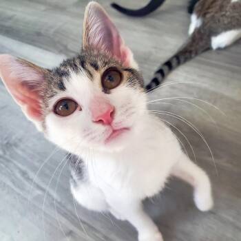 Lemongrass -  Domestic Short Hair Cat for Adoption in Apex, North Carolina - Lemongrass | PetCurious