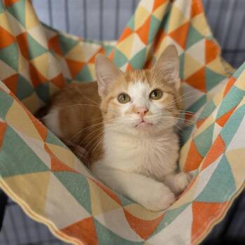Rescue Domestic Short Hair Cats for Adoption in Cape Girardeau, Missouri - Turkey | PetCurious