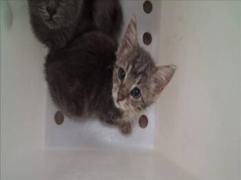 LILAC -  Domestic Short Hair Cat for Adoption in Santa Fe, New Mexico - LILAC | PetCurious