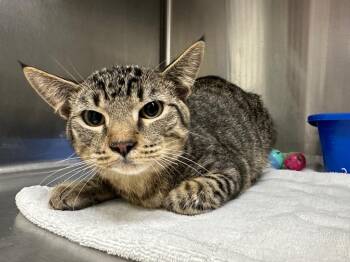 Domestic Short Hair Cats Available for Adoption - Marshal Lee | PetCurious