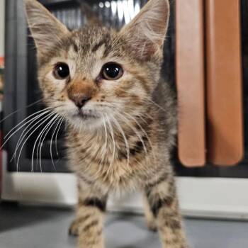 Coco Bean -  Domestic Short Hair Cat for Adoption in Mount Vernon, Arkansas - Coco Bean | PetCurious