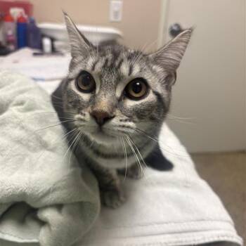 Dolly Purrton -  Domestic Short Hair Cat for Adoption in Tempe, Arizona - Dolly Purrton | PetCurious