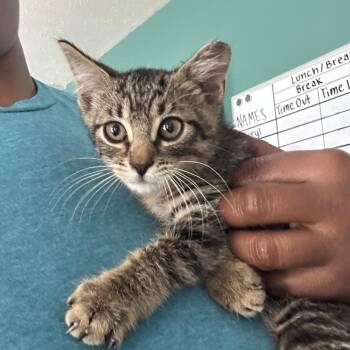 Dewey -  Domestic Short Hair Cat for Adoption in Starkville, Mississippi - Dewey | PetCurious