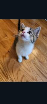 Snickers (Candy Kittens 4) -  Domestic Short Hair Cat for Adoption in Lewis Center, Ohio - Snickers (Candy Kittens 4) | PetCurious