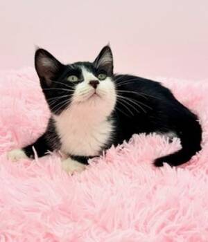 Icee -  Tuxedo Cat for Adoption in Covington, Louisiana - Icee | PetCurious