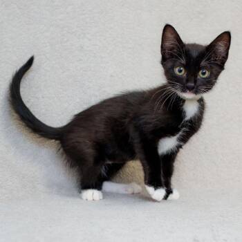 Solstice (Gray) -  Domestic Short Hair Cat for Adoption in Sunnyvale, California - Solstice (Gray) | PetCurious