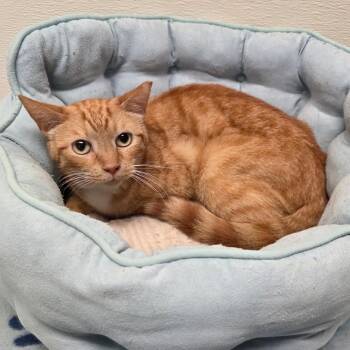 Minnow -  Tabby and Domestic Short Hair Cat for Adoption in Greensboro, North Carolina - Minnow | PetCurious