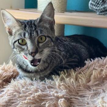 Domestic Short Hair Cats Available for Adoption in Edwardsville, Illinois - Foosball | PetCurious
