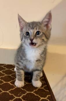 Tootsie -  Domestic Short Hair Cat for Adoption in East Brunswick, New Jersey - Tootsie | PetCurious