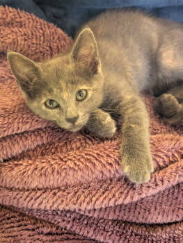Rescue Domestic Short Hair Cats for Adoption in Fort Worth, Texas - Rosie | PetCurious