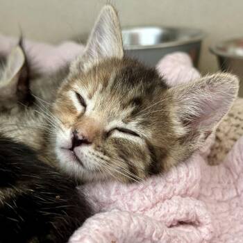 Suzuki -  Domestic Short Hair Cat for Adoption in Durango, Colorado - Suzuki | PetCurious