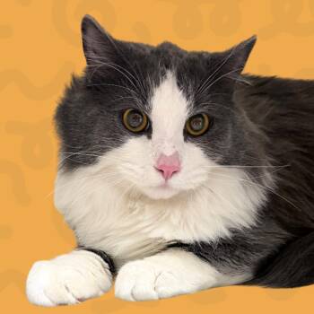 Emilio -  Domestic Long Hair Cat for Adoption in Reno, Nevada - Emilio | PetCurious