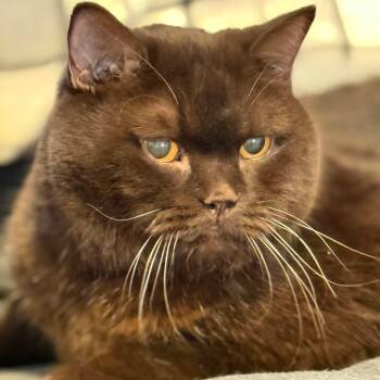 British Shorthair Cats Available for Adoption in Toronto, Ontario - Phat Tom $99 ADOPTION FEE | PetCurious