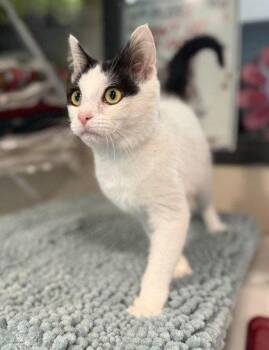Domestic Short Hair Cats Available for Adoption in Midland, Virginia - Fedora | PetCurious