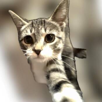 Meowzie -  Domestic Short Hair Cat for Adoption in Monroe, Michigan - Meowzie | PetCurious