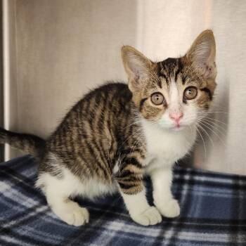 Nala -  Domestic Short Hair Cat for Adoption in Fort Wayne, Indiana - Nala | PetCurious
