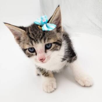 Rescue Domestic Short Hair Cats for Adoption in Springfield, Missouri - Willard | PetCurious