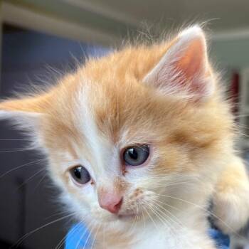 Compass -  Domestic Short Hair Cat Available for Adoption in Mt. Juliet, Tennessee - Compass | PetCurious