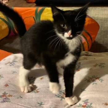 Blake -  Domestic Short Hair Cat for Adoption in Carmel, Indiana - Blake | PetCurious