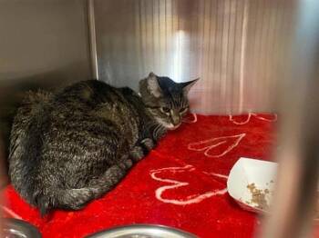 JOEY -  Domestic Short Hair Cat for Adoption in Tustin, California - JOEY | PetCurious