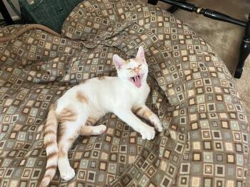Lucky (Bonded to Bilbo) -  Domestic Short Hair Cat for Adoption in Wheaton, Illinois - Lucky (Bonded To Bilbo) | PetCurious