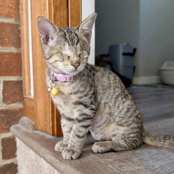 Comic Strip -  Domestic Short Hair Cat for Adoption in Richmond, Virginia - Comic Strip | PetCurious