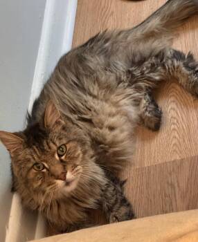 Marvin Milo -  Domestic Short Hair Cat for Adoption in Windsor, Connecticut - Marvin Milo | PetCurious
