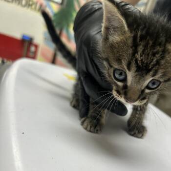 Bubba -  Domestic Short Hair Cat for Adoption in Lufkin, Texas - Bubba | PetCurious