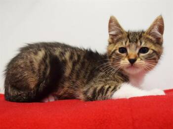 IGNACIO DE SOUZA -  Domestic Short Hair Cat for Adoption in Sacramento, California - IGNACIO DE SOUZA | PetCurious