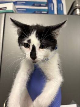 Rescue Domestic Short Hair Cats for Adoption in Ontario, California - MAESTRO | PetCurious