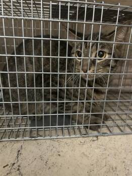 Domestic Short Hair Cats Available for Adoption - A794785 | PetCurious