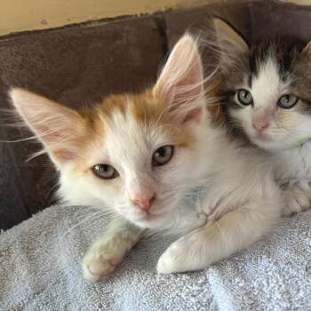 Donnie -  Domestic Medium Hair Cat for Adoption in Los Angeles, California - Donnie | PetCurious