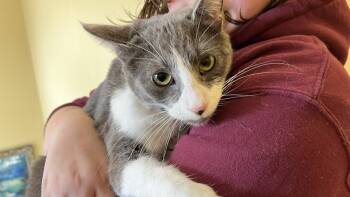 Rescue Domestic Short Hair Cats for Adoption in Loveland, Ohio - Grace | PetCurious