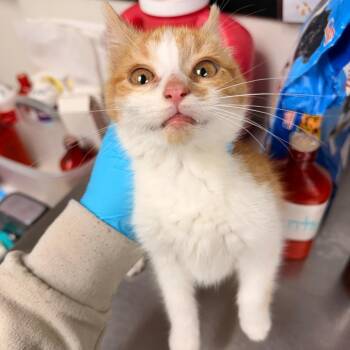 Domestic Short Hair Cats Available for Adoption - Tamaki | PetCurious