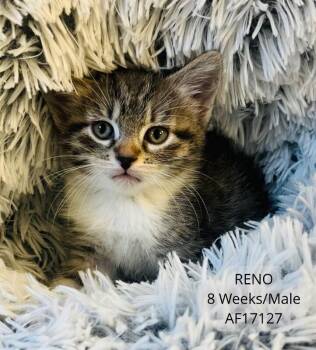 Reno -  Domestic Short Hair Cat for Adoption - Reno | PetCurious