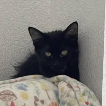 Natalie -  Domestic Long Hair Cat for Adoption in Las Vegas, Nevada - Natalie | PetCurious