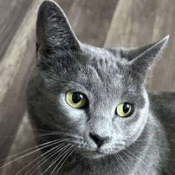 Domestic Short Hair Cats Available for Adoption - Evangeline | PetCurious