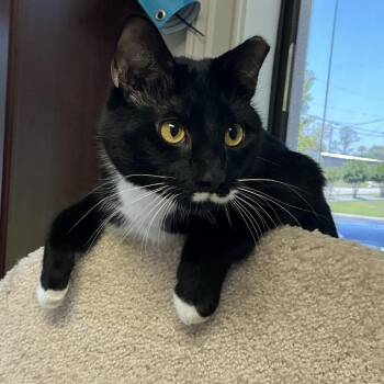 Bootsy -  Domestic Short Hair Cat for Adoption in Lakeland, Florida - Bootsy | PetCurious
