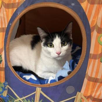 Daffodil -  Domestic Short Hair Cat for Adoption in Tempe, Arizona - Daffodil | PetCurious