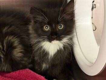 Rescue Domestic Long Hair Cats for Adoption in Auburn, California - JINX | PetCurious