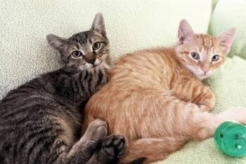 SAMMY -  Domestic Short Hair Cat for Adoption in Fort Lauderdale, Florida - SAMMY | PetCurious