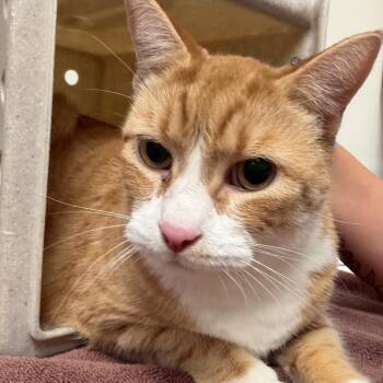 Bodhi -  Domestic Short Hair Cat for Adoption in Reno, Nevada - Bodhi | PetCurious