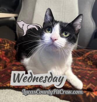 Rescue American Shorthair and Tuxedo Cats for Adoption in Toledo, Ohio - Wednesday | PetCurious