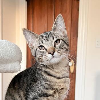 Edward Scissorpaws -  Tabby and Domestic Short Hair Cat for Adoption in Cincinnati, Ohio - Edward Scissorpaws | PetCurious